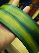 Mua that lung da bo that o Ha Noi, vegtan leather belt 6